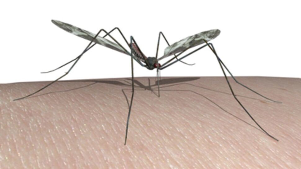 Le Chikungunya arrive en France