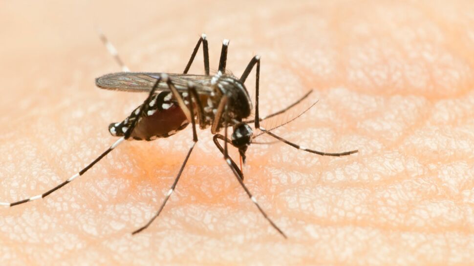 Paludisme : comment s’en protéger ?