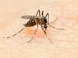 Paludisme : comment s’en protéger ?