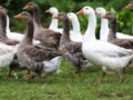Grippe aviaire : pas de canards au Salon de l’agriculture