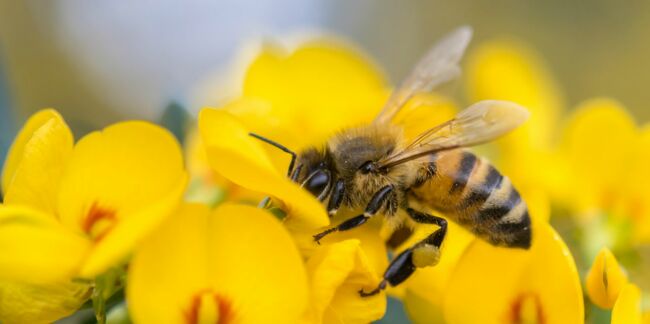 Piqûre d’abeille : comment réagir ?