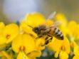 Piqûre d’abeille : comment réagir ?