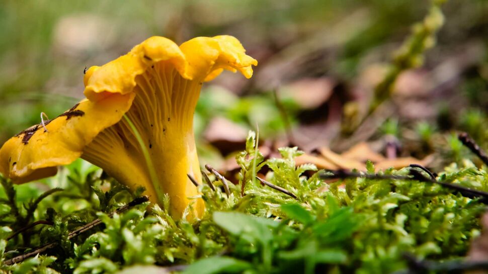 Intoxication alimentaire : 6 conseils pour cueillir les bons champignons