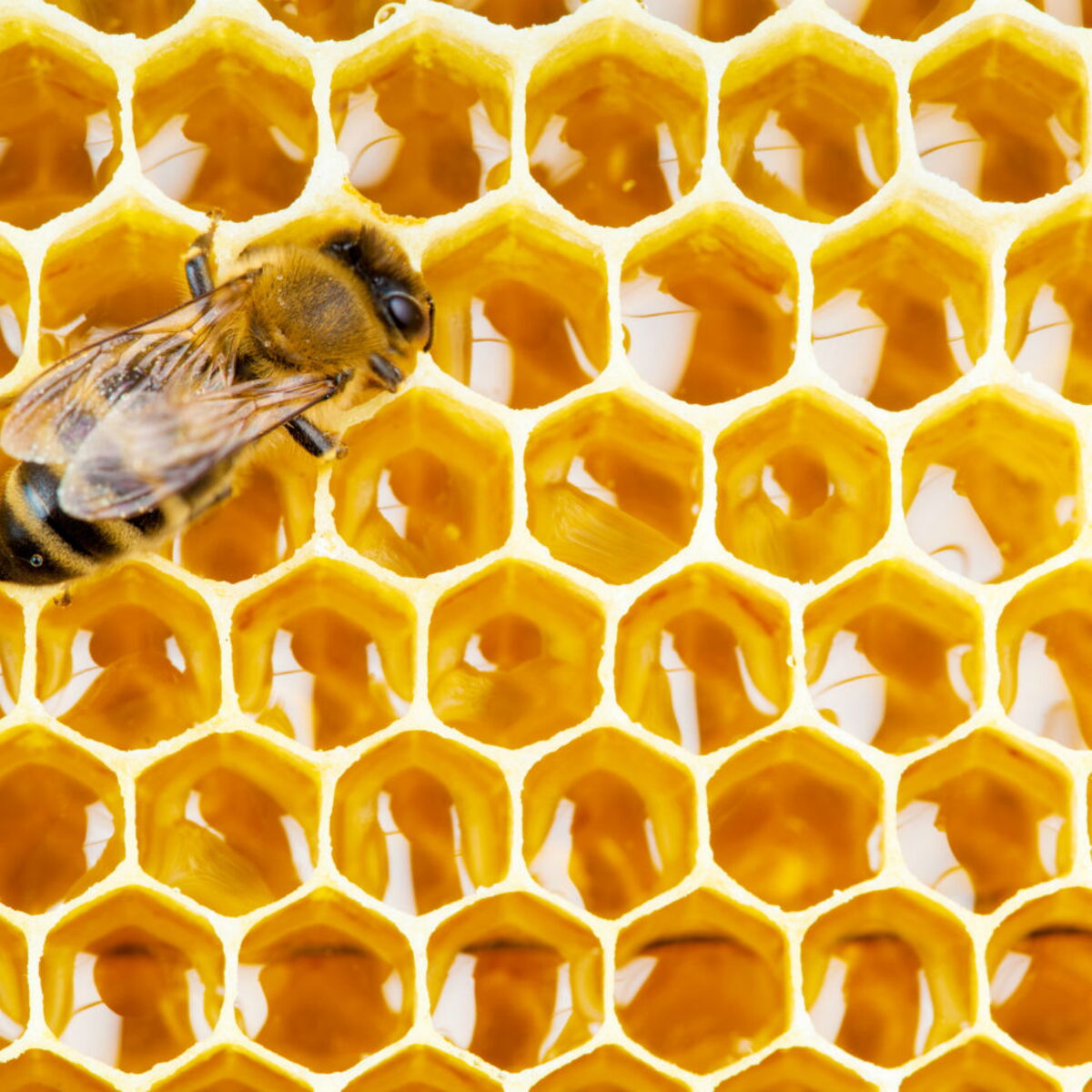 Propolis Le Secret Sante De La Ruche Femme Actuelle Le Mag