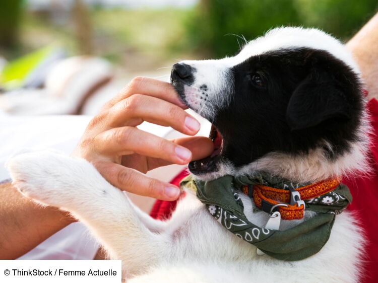 Chien Chat Serpent Comment Reagir Apres Une Morsure Femme Actuelle Le Mag