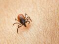 Maladie de Lyme : comment éviter les tiques et que faire en cas de morsure ?