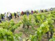 Balades dans le vignoble du Val de Loire