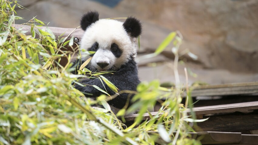 Yuan Meng Le Bebe Panda Du Zoo De Beauval Fete Ses 1 An Femme Actuelle Le Mag