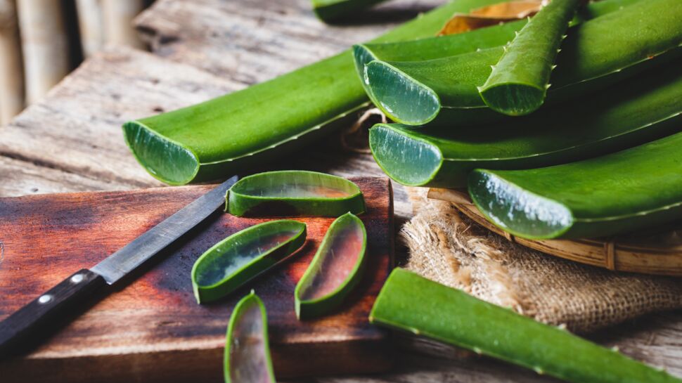 Aloe vera : pourquoi ses feuilles fraîches peuvent être dangereuses