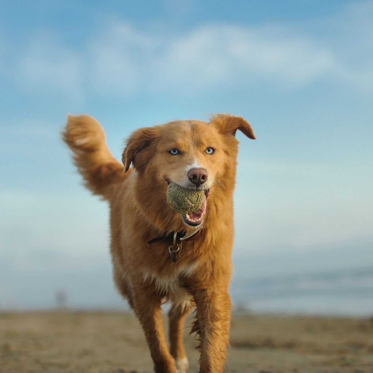 Le retriever de la Nouvelle EcosseUn faux air de renard Femme