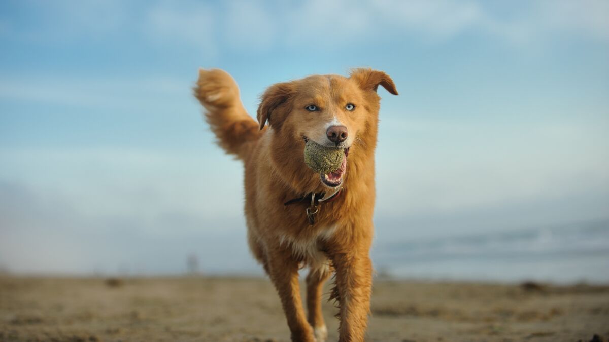 Le retriever de la Nouvelle Ecosse Un faux air de renard