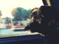 Peut-on secourir un chien enfermé dans une voiture en plein soleil ?