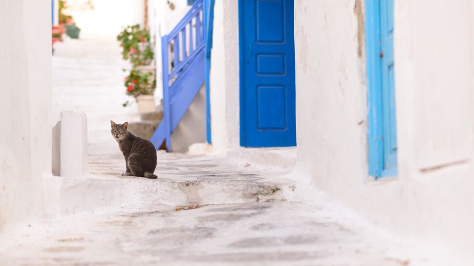 Job de rêve : gardez 55 chats sur une île grecque