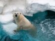 Olaf, l’un des ours polaires du zoo d’Amnéville est mort