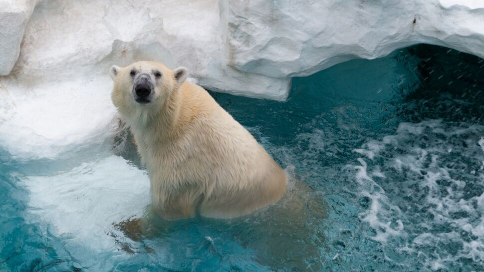 Olaf, l’un des ours polaires du zoo d’Amnéville est mort