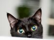 Le 17 août, c’est la journée internationale du chat noir