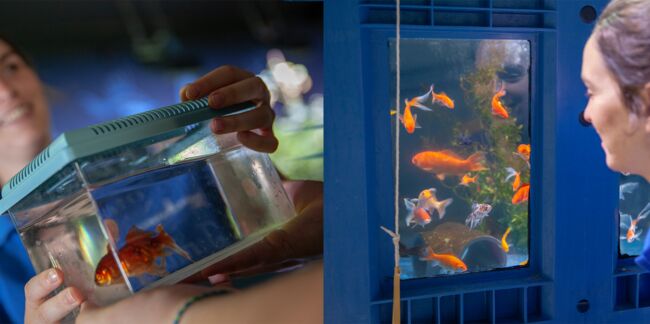 Découvrez le refuge pour poissons rouges abandonnés à l’aquarium de Paris