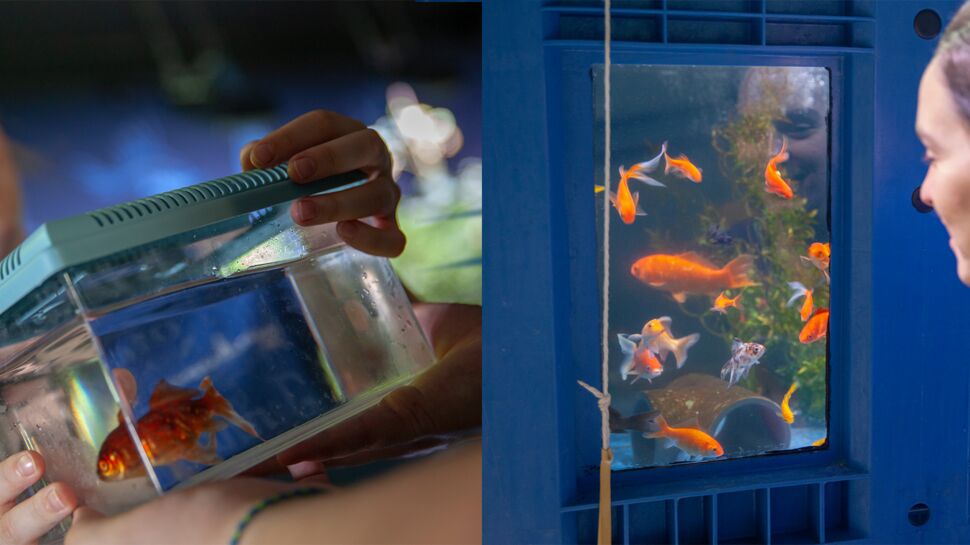 Découvrez le refuge pour poissons rouges abandonnés à l’aquarium de Paris