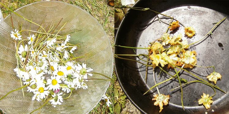 Pissenlit Sureau Orties Recettes Originales Aux Fleurs