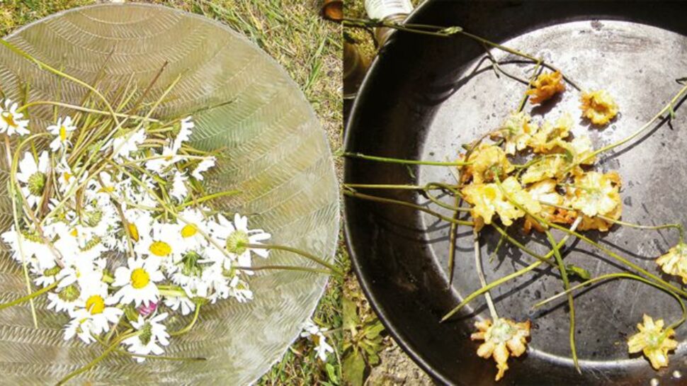 Pissenlit, sureau, orties … Recettes originales aux fleurs des champs