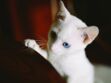 Votre chat blanc est-il sourd ?