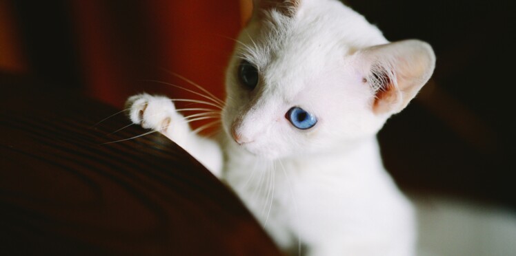 Votre Chat Blanc Est Il Sourd Femme Actuelle Le Mag