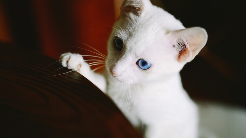 Votre Chat Blanc Est Il Sourd Femme Actuelle Le Mag