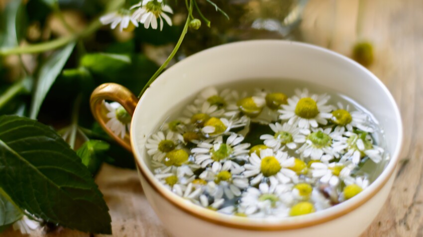 Astrologie Quelles Plantes Medicinales Recommandees Pour Votre Signe Femme Actuelle Le Mag