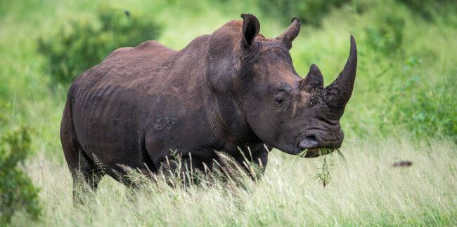 Kenya : 11 rhinocéros qui devaient être transférés sont morts