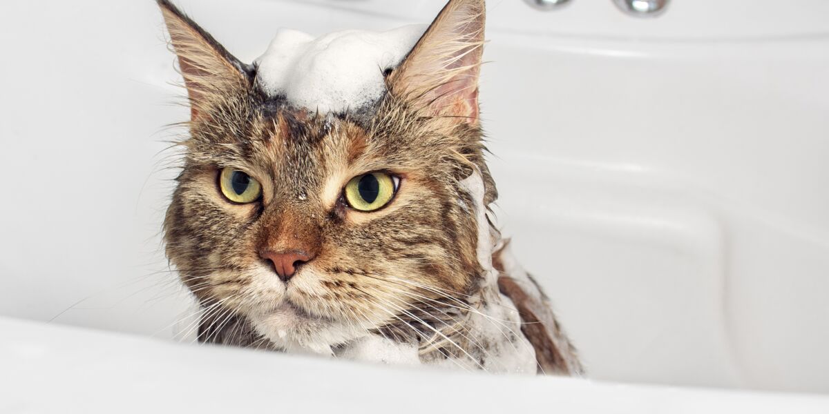 Peut On Donner Un Bain A Son Chat Femme Actuelle Le Mag