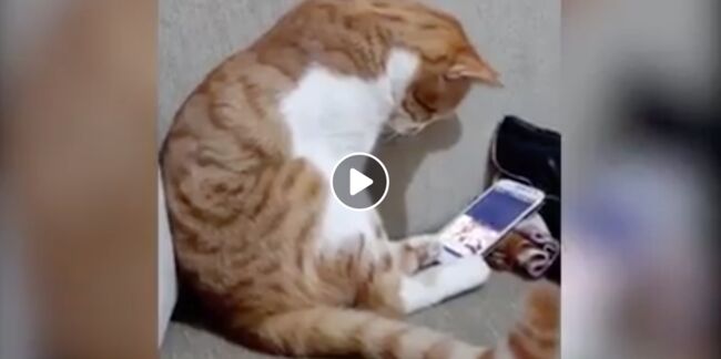 Vidéo - Un chat regarde une vidéo de son maître décédé et ne peut contenir son émotion