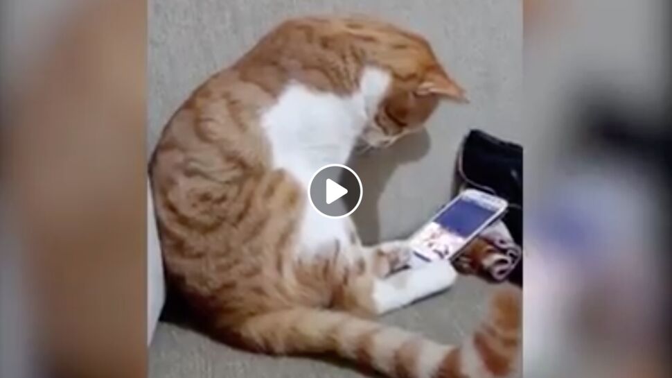 Vidéo - Un chat regarde une vidéo de son maître décédé et ne peut contenir son émotion
