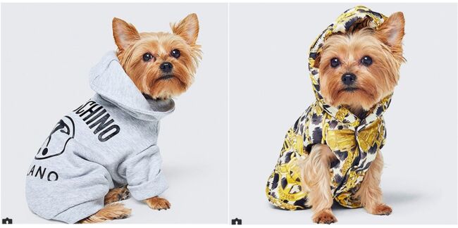 H&M et Moschino s’allient pour habiller votre chien