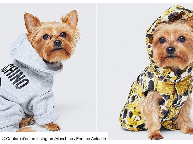 Vetement chien h&m new arrivals