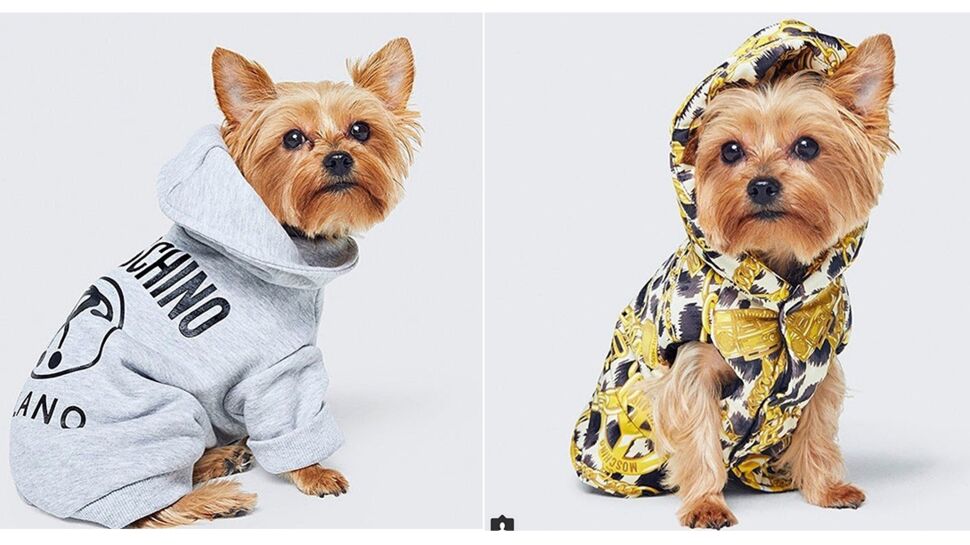 H&M et Moschino s’allient pour habiller votre chien