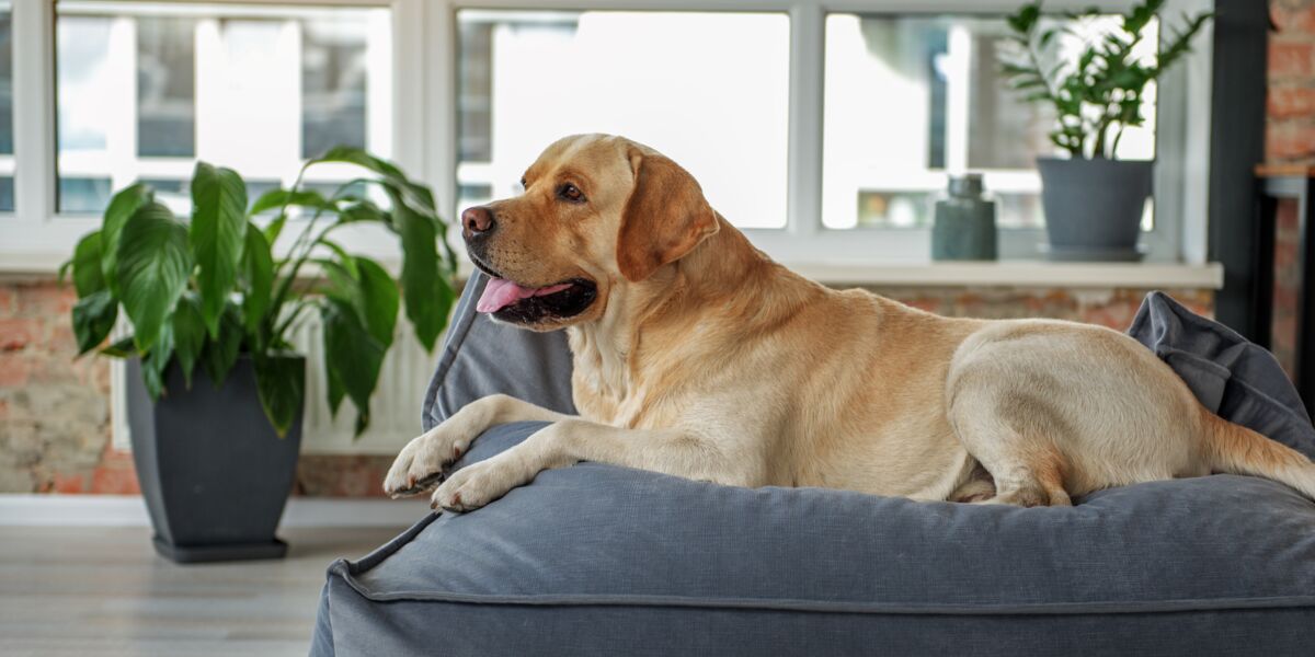 Quelles plantes du0027intérieur choisir quand on a un chat ou un chien 