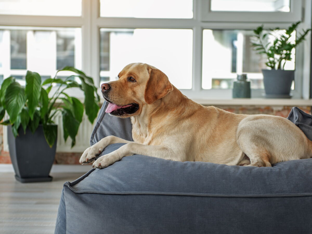 Quelles Plantes D Interieur Choisir Quand On A Un Chat Ou Un Chien Femme Actuelle Le Mag