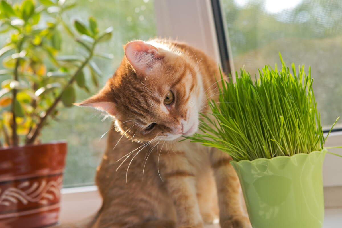 Les Plantes A Cultiver Lorsque L On A Un Chat Ou Un Chien Femme Actuelle