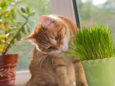 Les plantes à cultiver lorsque l'on a un chat ou un chien
