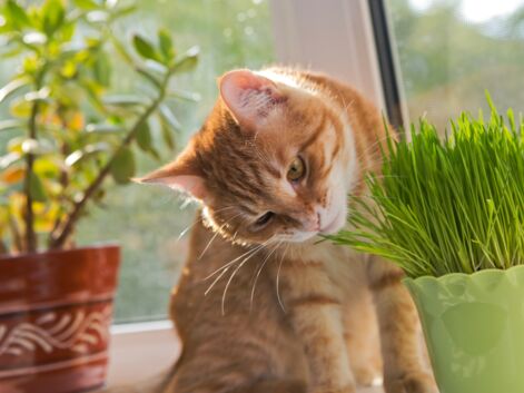Les plantes à cultiver lorsque l'on a un chat ou un chien