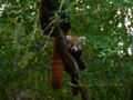 Naissance de deux pandas roux à Lyon
