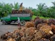 Faut-il boycotter l'huile de palme?