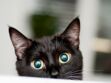 Bientôt une Maison des Chats à Paris pour faciliter leur adoption ?