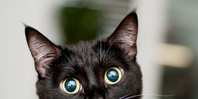 Bientôt une Maison des Chats à Paris pour faciliter leur adoption ?