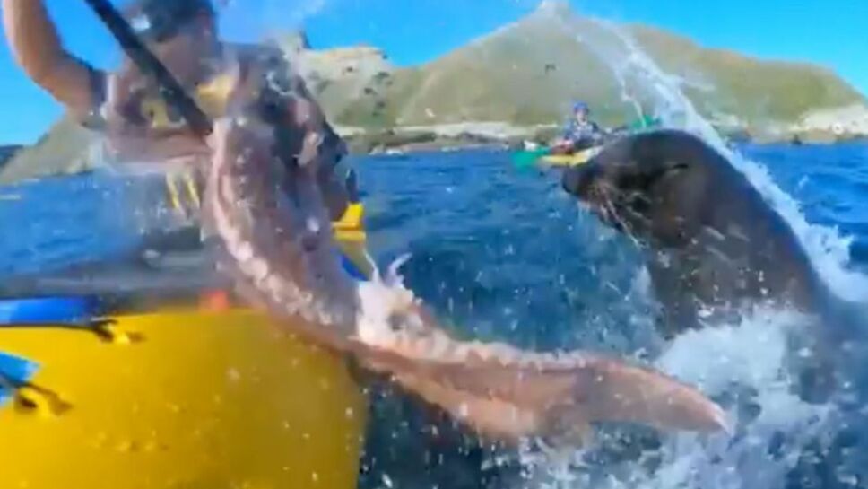 Un kayakiste se fait gifler par une otarie armée d’un poulpe