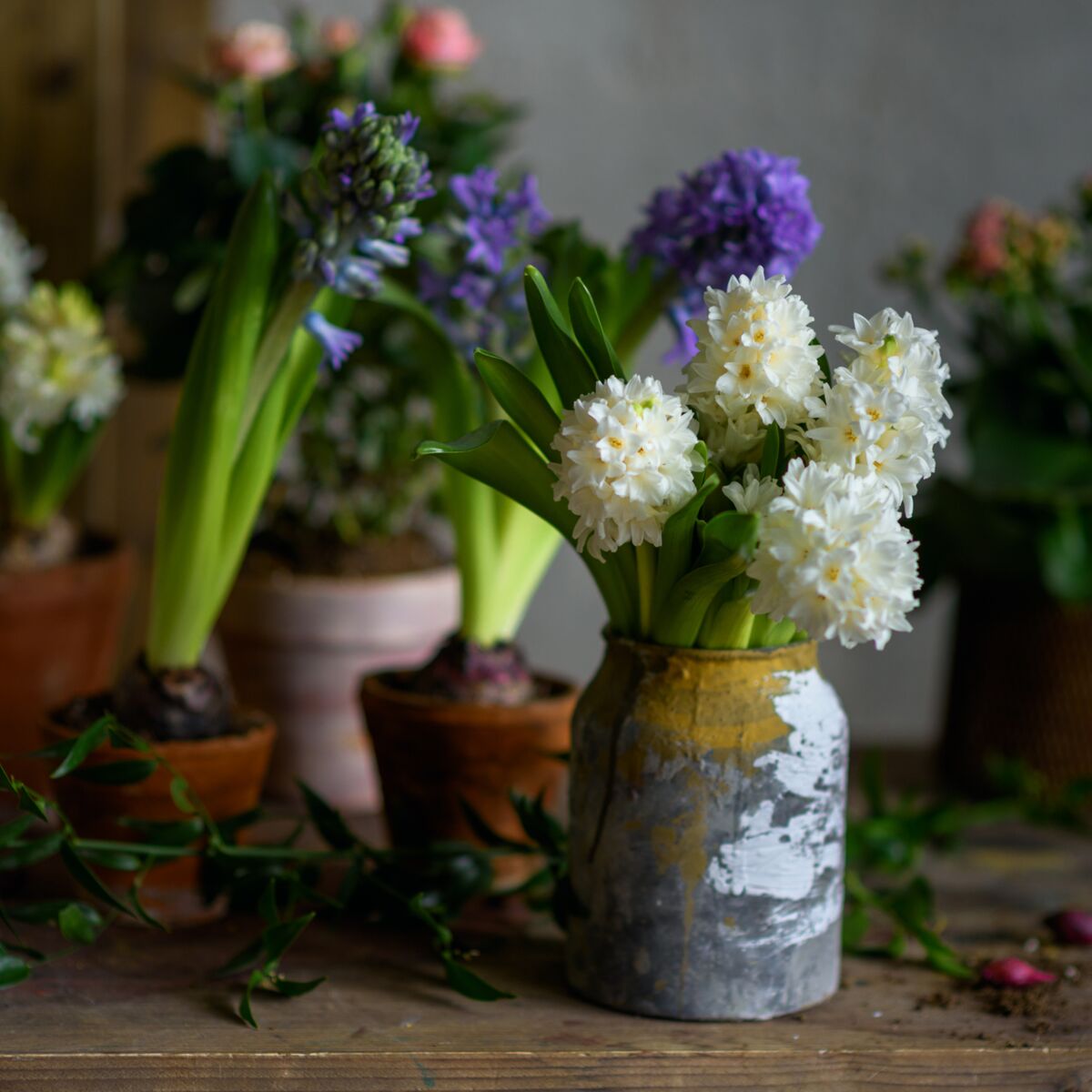 Comment faire fleurir une jacinthe en hiver ? : Femme Actuelle Le MAG