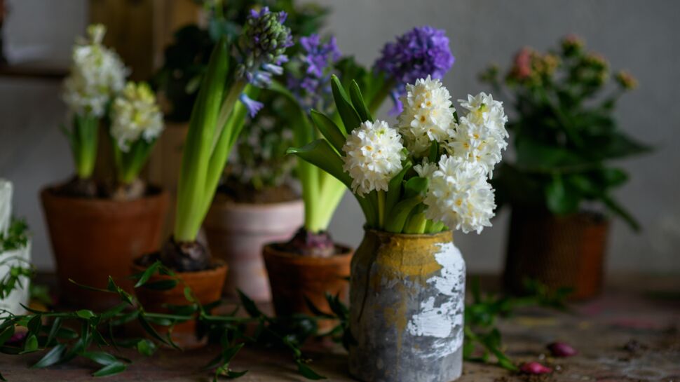 Comment faire fleurir une jacinthe en hiver ?