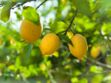 Huile essentielle de citron : ses utilisations et ses bienfaits beauté