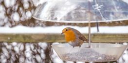 Que Faire Si Vous Trouvez Un Oiseau Blessé Femme Actuelle