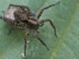 Araignée loup : quelle est cette espèce qui a envahi une école de Montpellier ?